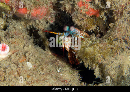 La canocchia pavone (Odontodactylus scyllarus). La foto è stata scattata nella banda mare, Ambon, Papua occidentale, in Indonesia Foto Stock