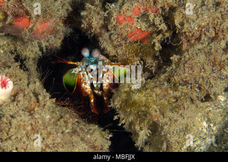 La canocchia pavone (Odontodactylus scyllarus). La foto è stata scattata nella banda mare, Ambon, Papua occidentale, in Indonesia Foto Stock