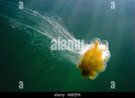 Leone la criniera (Cyanea capillata), pericoloso, del Mar Baltico e del mare tedesco, Germania Foto Stock