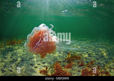 Leone la criniera (Cyanea capillata), pericoloso, del Mar Baltico e del mare tedesco, Germania Foto Stock