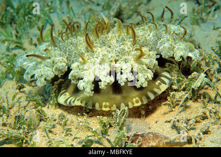 Upside-down (Medusa Cassiopea andromeda), Hurghada, Egitto Foto Stock
