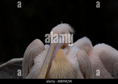 Bianco orientale Pelican, Pelecanus onocrotalus, close up ritratto di testa e becco lungo Foto Stock