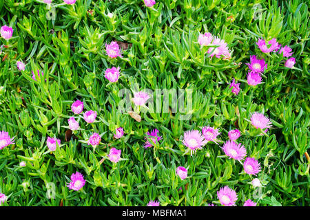 Carpobrotus glaucescens è una specie di pianta flowering in ghiaccio la famiglia di piante Foto Stock