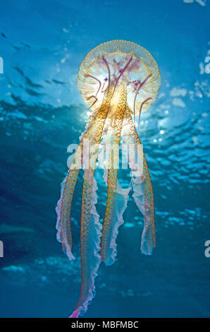Fire meduse, mauve stinger, presenta verrucosa jelly (Pelagia noctiluca), pericolose, isola di Mallorca, Baleares, Spagna
