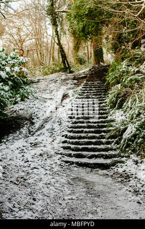 Passi in una foresta coperta di neve Foto Stock