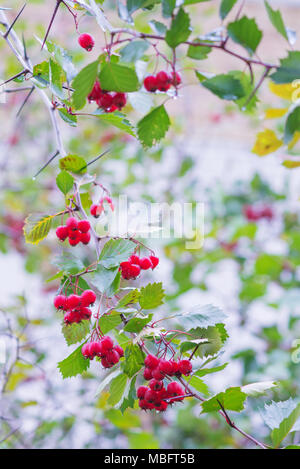 Red mature biancospino bacche coperto con gocce di pioggia in un parco di autunno Foto Stock