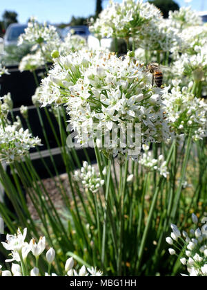 Close up della fioritura aglio erba cipollina - Allium tuberosum Foto Stock