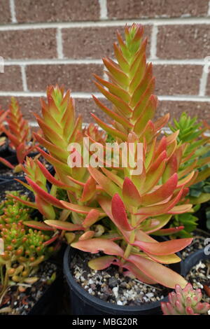 Crassula Capitella Campfire succulente Foto Stock