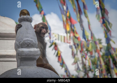 Una scimmia si siede sul stupa di Swayambunath monkey temple, Kathmandu, Nepal Foto Stock