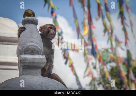 Una scimmia si siede sul stupa di Swayambunath monkey temple, Kathmandu, Nepal Foto Stock