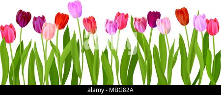 Isolato realistico tulipani fiori Illustrazione Vettoriale