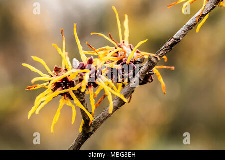 Amamelide japonica, giallo giapponese di fioritura amamelide Foto Stock