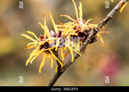 Amamelide japonica, giallo giapponese di fioritura amamelide Foto Stock