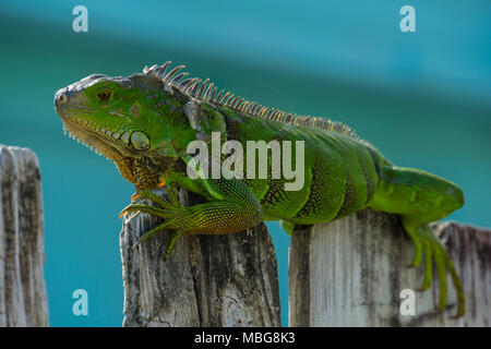 Stati Uniti d'America, Florida, enorme adulto verde rettile lucertola, Iguana seduto sulla recinzione di legno Foto Stock