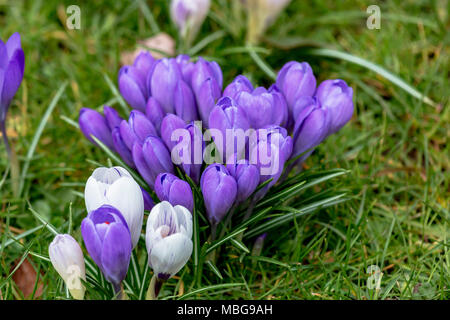 Bianca a strisce Viola crocus fiori in un prato di primavera Foto Stock