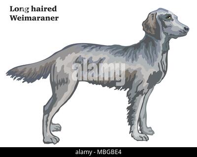 Decorativo colorato ritratto di standing in profilo longhair Weimaraner, vettore illustrazione isolato su sfondo bianco Illustrazione Vettoriale