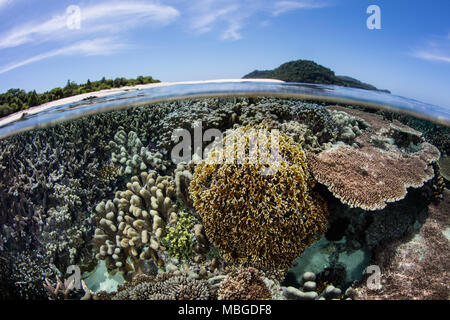 Una bellissima barriera corallina si sviluppa nei pressi di una remota isola indonesiana nella banda del mare. Questa regione è nel triangolo di corallo e presenta una elevata biodiversità marina. Foto Stock