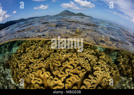 Una bellissima barriera corallina si sviluppa nei pressi di una remota isola indonesiana nella banda del mare. Questa regione è nel triangolo di corallo e presenta una elevata biodiversità marina. Foto Stock