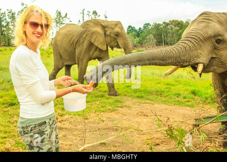 Bionda caucasica donna felice alimenta un elefante africano a Plettenberg Bay, Western Cape sulla Garden Route del Sud Africa. Turista femminile di toccare e interagire con elefante. Cinque grandi incontrando. Foto Stock