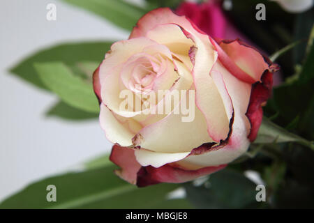 Close up peach colore rosa nel mazzo di fiori Foto Stock