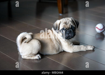 Pug cucciolo giocando sul pavimento Foto Stock