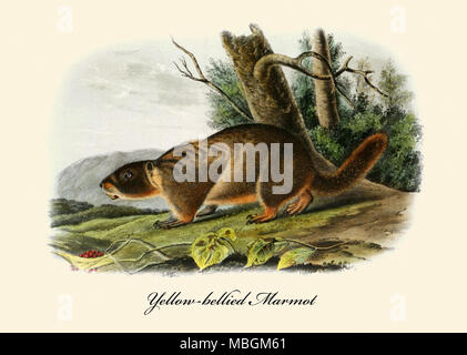 Marmotta di ventre giallo Foto Stock