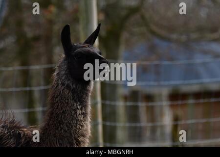 Lama glama, llama alpaca - Ritratto di graziosi llama Foto Stock