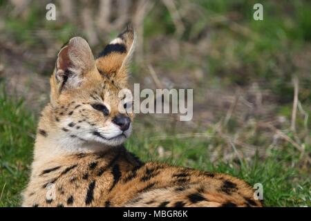 Leptailurus serval - wild cat africani, close up ritratto isolato Foto Stock