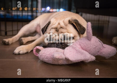 Pug dormire sul suo giocattolo preferito Foto Stock