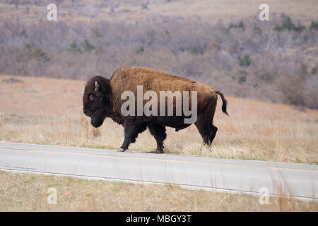Un grande buffalo è attraversando la strada in Witchita Montagne riserva faunistica. Foto Stock