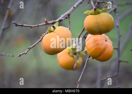 Cachi Foto Stock