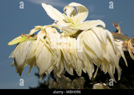 Adam's ago (Yucca filamentosa) Fiori Foto Stock