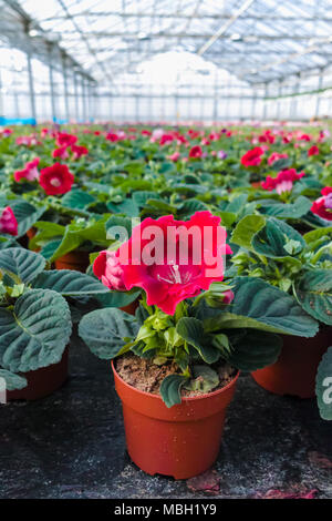 Gloxinia colorata fioritura houseplants coltivata come decorativo o fiore ornamentale, coltivazione in serra Foto Stock