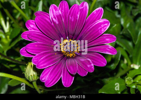 Domenica fiume daisy, van Staden's river daisy, Daisy bianca bush, Dimorphoteca ecklonis Foto Stock