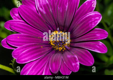 Domenica fiume daisy, van Staden's river daisy, Daisy bianca bush, Dimorphoteca ecklonis Foto Stock