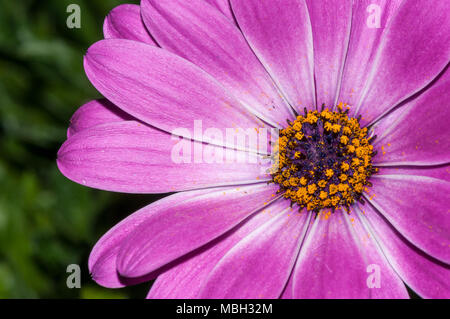 Domenica fiume daisy, van Staden's river daisy, Daisy bianca bush, Dimorphoteca ecklonis Foto Stock