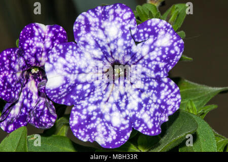 La Petunia pendula, surfinia petunia, Foto Stock