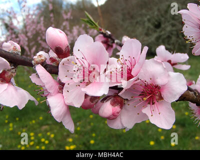 Fioritura rosa Pesco in primavera Foto Stock