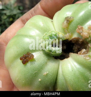 Green Noctua Caterpillar di mangiare un pomodoro verde Foto Stock