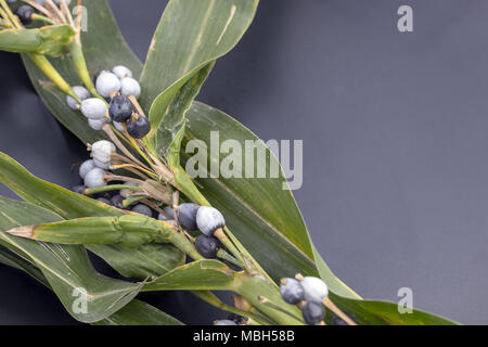 I tears (nome scientifico è Coix lachryma - jobi Linn.) con foglie sul piatto nero Foto Stock