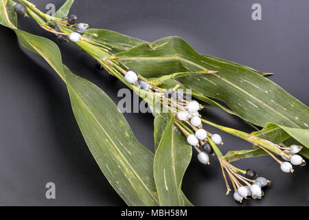 I tears (nome scientifico è Coix lachryma - jobi Linn.) con foglie sul piatto nero Foto Stock