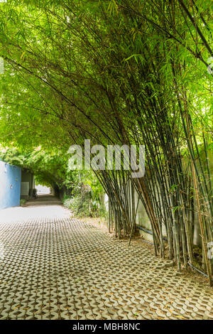 Passerella vuota viene eseguito tramite gli alti alberi di bamboo garden con luce solare Foto Stock