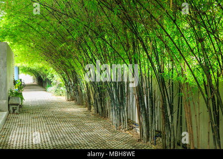 Passerella vuota viene eseguito tramite gli alti alberi di bamboo garden con luce solare Foto Stock