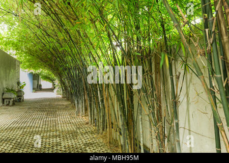 Passerella vuota viene eseguito tramite gli alti alberi di bamboo garden con luce solare Foto Stock