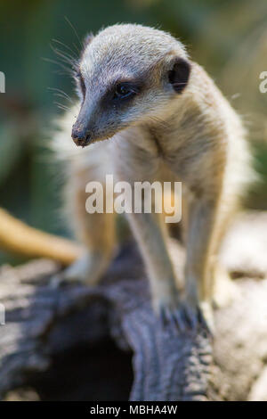 Una chiusura di un meerkat in piedi su un log cercando il 3 aprile 2018 Foto Stock