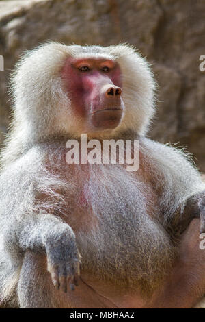 Un grande maschio babbuino seduto e fissando seriamente il 3 aprile 2018 Foto Stock