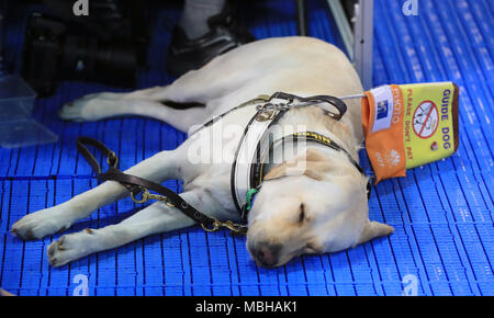 Un cane guida denominata 'Leo' con foto accreditamento presso il Gold Coast centro acquatico durante il giorno cinque del 2018 Giochi del Commonwealth in Gold Coast, Australia. Stampa foto di associazione. Picture Data: lunedì 9 aprile 2018. Vedere PA storia COMMONWEALTH nuoto. Foto di credito dovrebbe leggere: Mike Egerton/filo PA. Restrizioni: solo uso editoriale. Uso non commerciale. Nessun video emulazione. Foto Stock