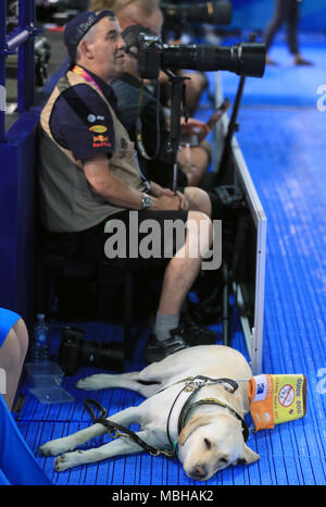 Un cane guida chiamato 'Leo' con accreditamento fotografico al Gold Coast Aquatic Center durante il quinto giorno dei Giochi Commonwealth 2018 nella Gold Coast, Australia. PREMERE ASSOCIAZIONE foto. Data immagine: Lunedì 9 aprile 2018. Vedere PA storia COMMONWEALTH Nuoto. Il credito fotografico dovrebbe essere: Mike Egerton/PA Wire. Foto Stock