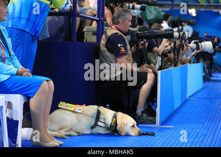 Un cane guida denominata 'Leo' con foto accreditamento presso il Gold Coast centro acquatico durante il giorno cinque del 2018 Giochi del Commonwealth in Gold Coast, Australia. Stampa foto di associazione. Picture Data: lunedì 9 aprile 2018. Vedere PA storia COMMONWEALTH nuoto. Foto di credito dovrebbe leggere: Mike Egerton/filo PA. Restrizioni: solo uso editoriale. Uso non commerciale. Nessun video emulazione. Foto Stock