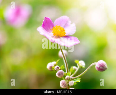 Anemone hupehensis o ditale weed sotto la luce diretta del sole. Autunno fiori, fiori di colore rosa con messa a fuoco selettiva e sfondo sfocato. Foto Stock